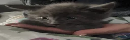 Domestic Shorthair cats for sale: Smokey grey and black British shorthair kittens - Advert 2