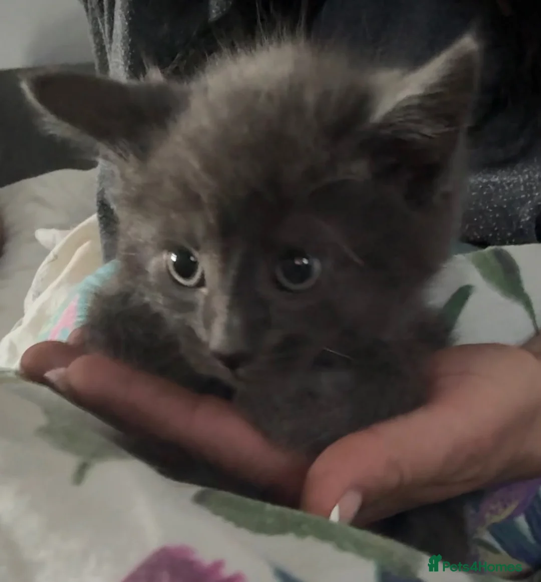 Domestic Shorthair cats for sale: Smokey grey and black British shorthair kittens - Advert 2