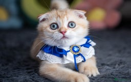 Scottish Fold cats for sale: Scottish straight boy ready to leave - Image 5