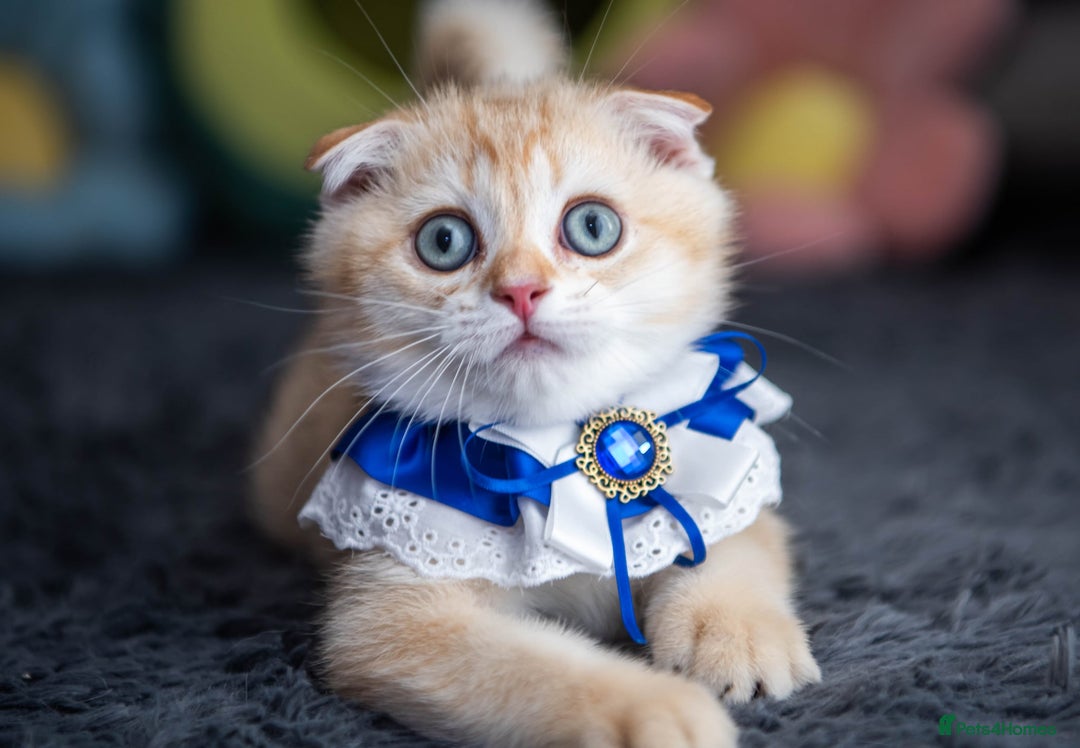 Scottish Fold cats for sale: Scottish straight boy ready to leave - Image 5