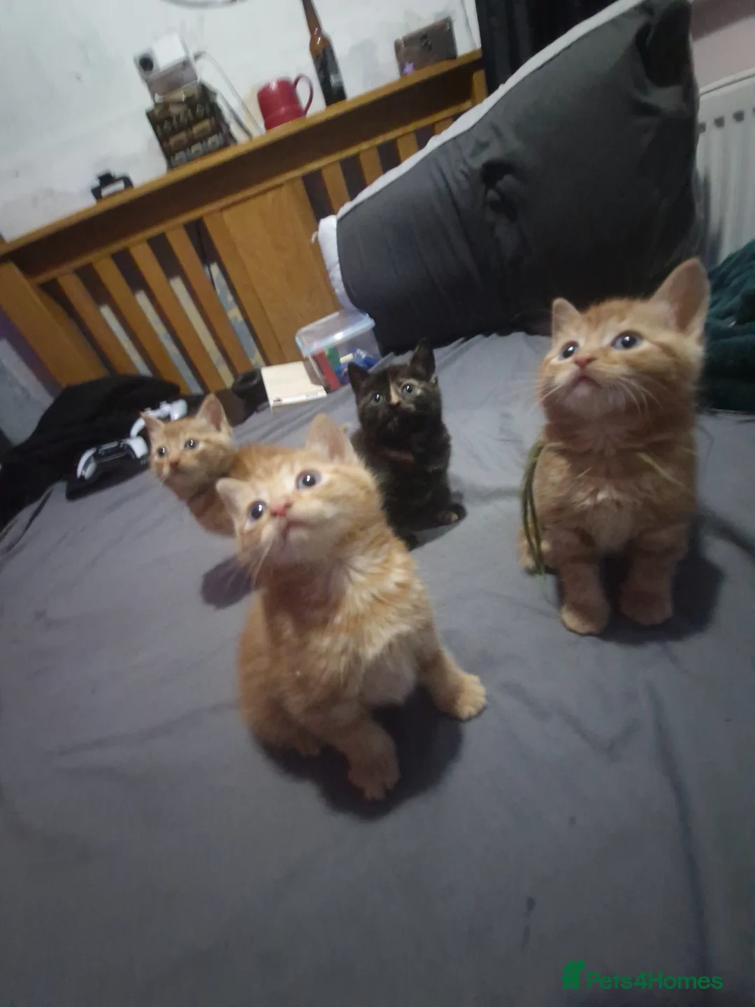 Mixed Breed cats for sale: 4 mixed kittens for sale  in Farnborough - Advert 1