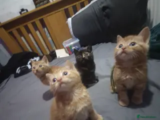 Mixed Breed cats 4 mixed kittens for sale - Advert 1