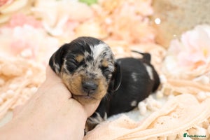 Miniature Dachshund dogs KC Miniature Dachshund Puppies - Advert 14