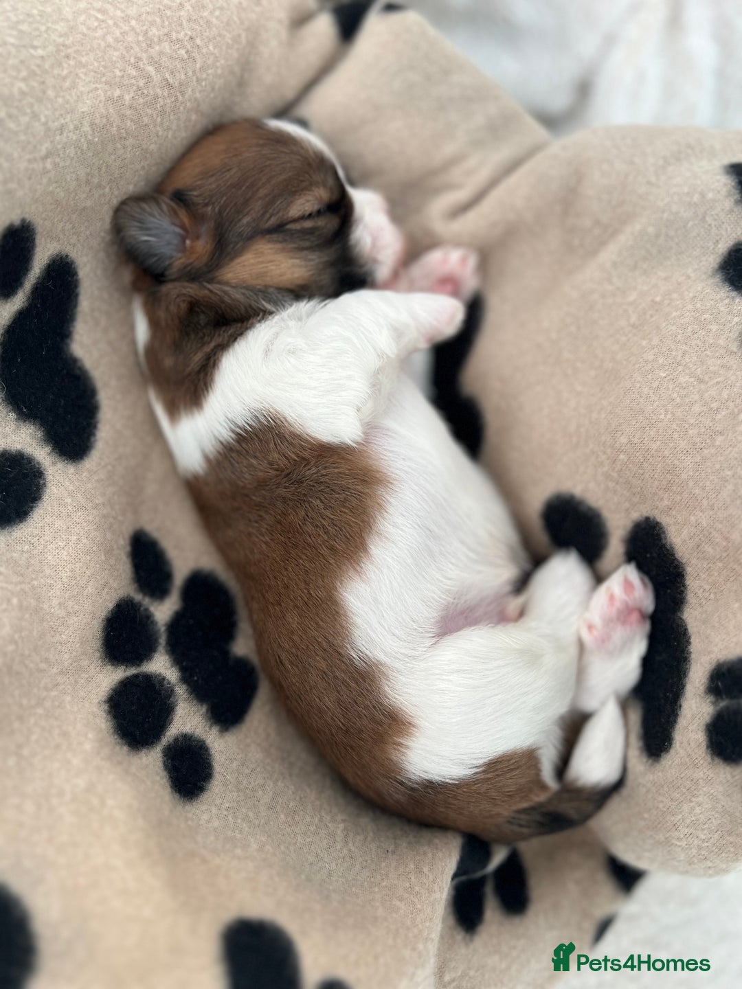 Lhasa Apso dogs for sale: Beautiful Lhasa apso puppies 🐶  - Image 25