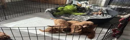 Toy Poodle dogs for sale: Toy poodle puppies  - Advert 20