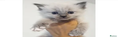 Ragdoll Kitten 3
