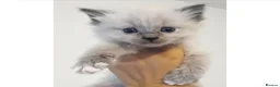 Ragdoll cats for sale: Stunning Pure Ragdoll Kittens - Advert 7