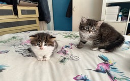 British Longhair cats for sale: Ready Now!! Beautiful BLH Kittens 💜🐾 - Image 1