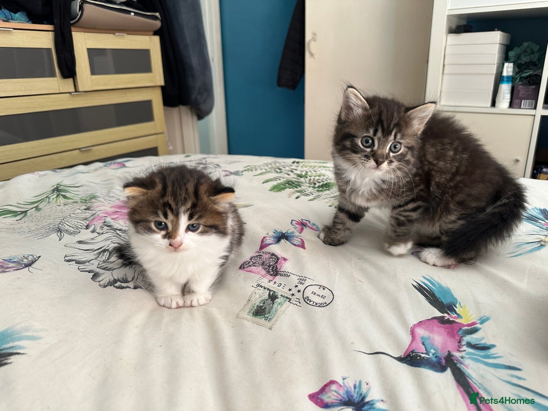 British Longhair cats for sale: Ready Now!! Beautiful BLH Kittens 💜🐾 - Image 1