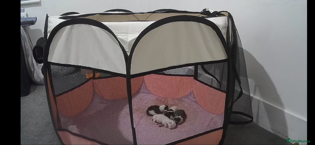 Mixed Breed cats for sale: Kitten for sale  in London - Advert 4