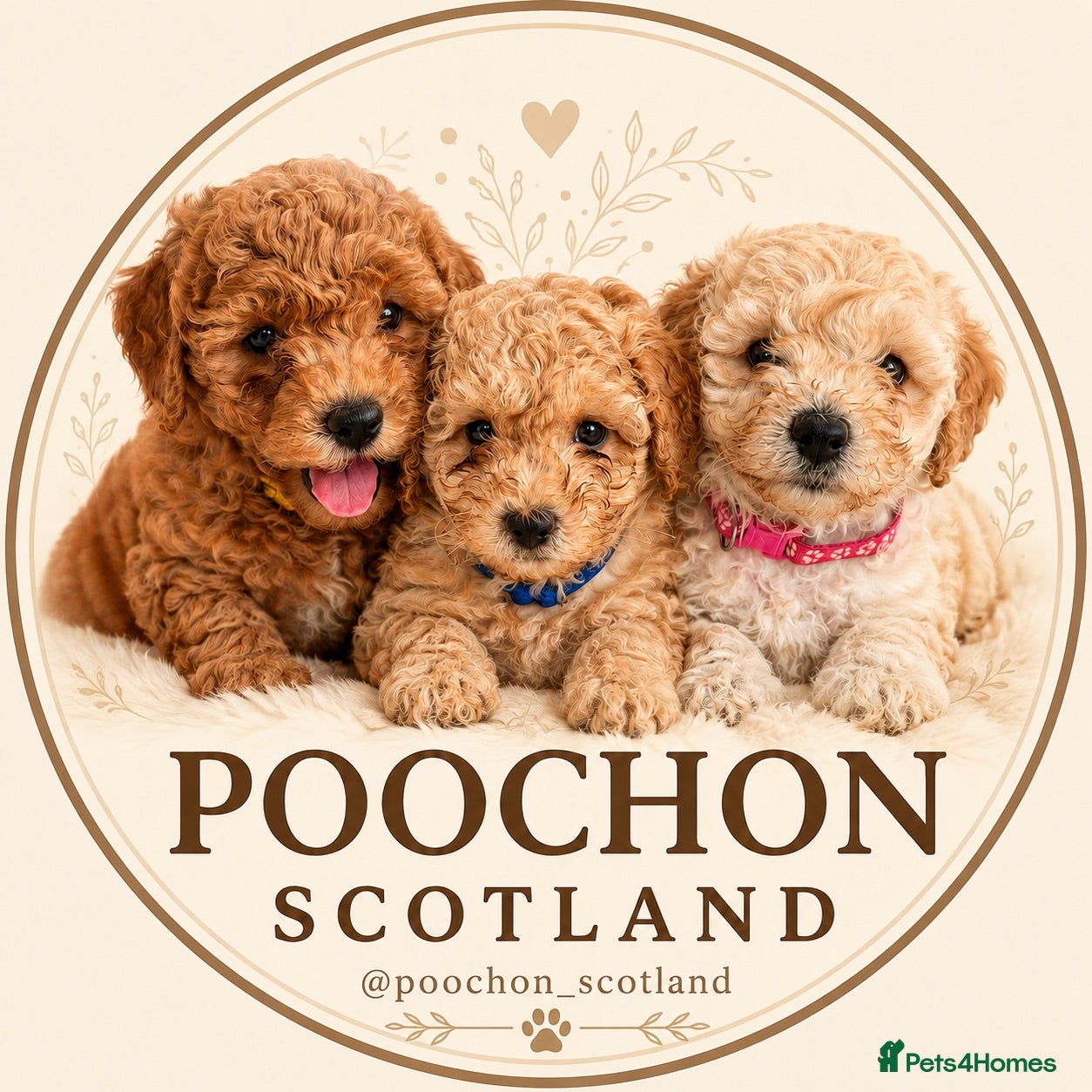 Poochon dogs ✨ Poochon Puppies - ready now ✨ - Advert 1