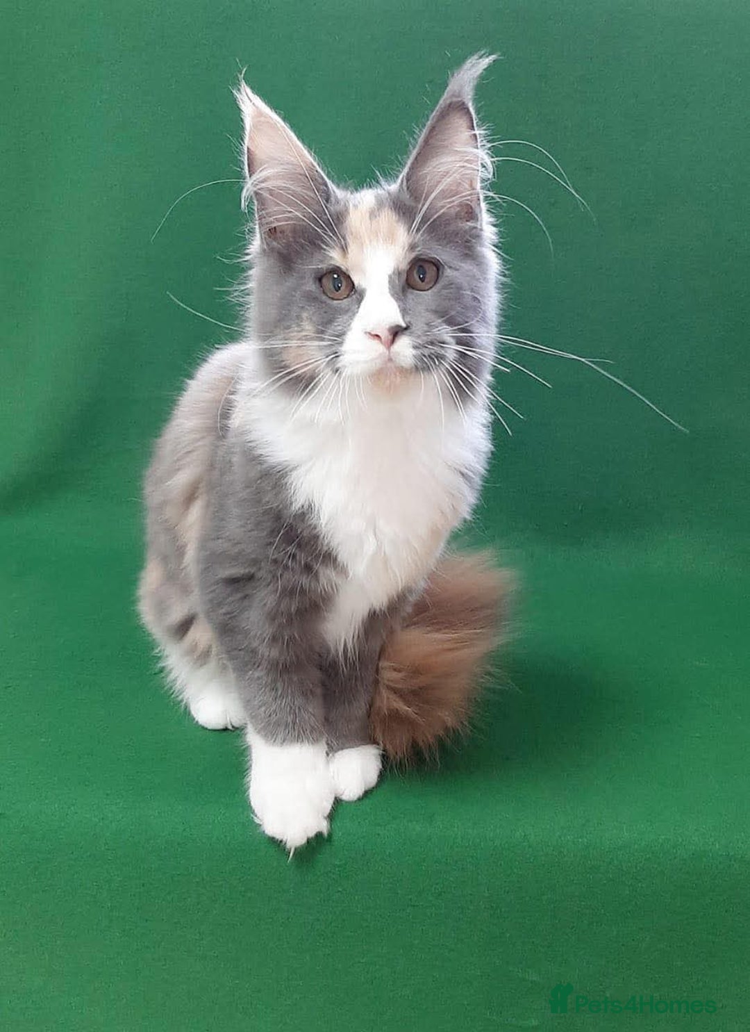 Maine Coon cats for sale: Pure Breed Mainecoon kittens for sale.  - Advert 2