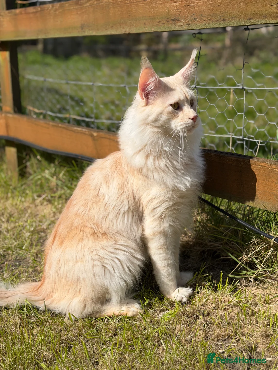 Maine Coon cats for stud: Maine Coon stud - Advert 2