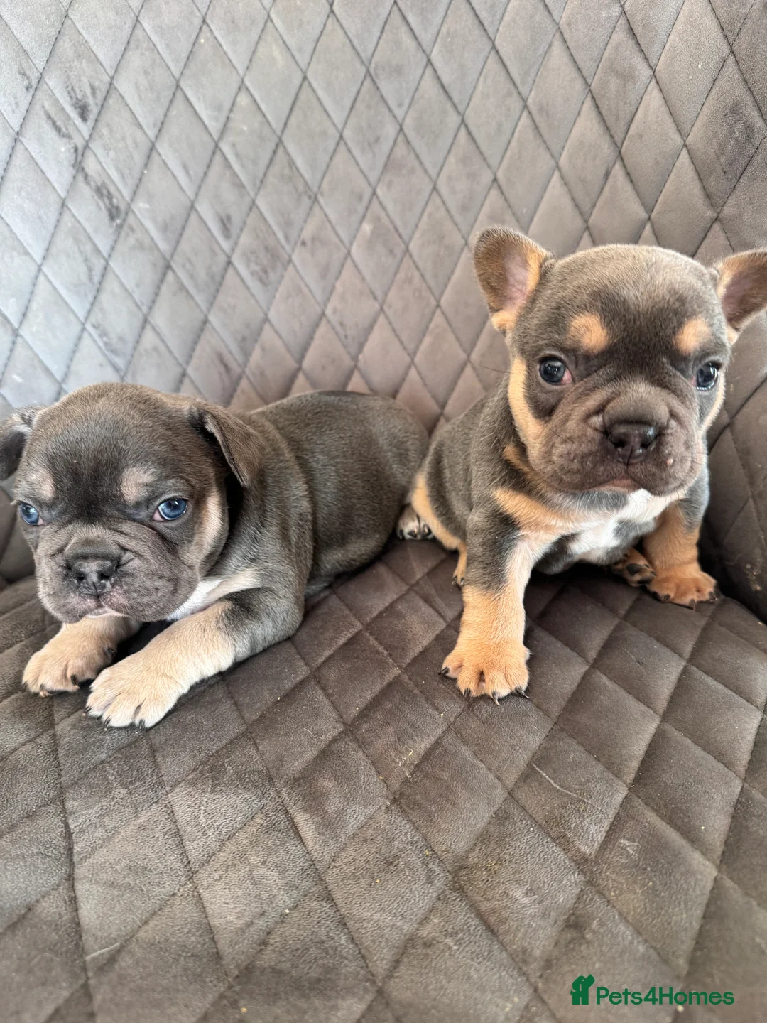 French Bulldog dogs for sale: KC reg Frenchbull dog puppies  - Advert 1