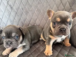 French Bulldog dogs KC reg Frenchbull dog puppies - Advert 1