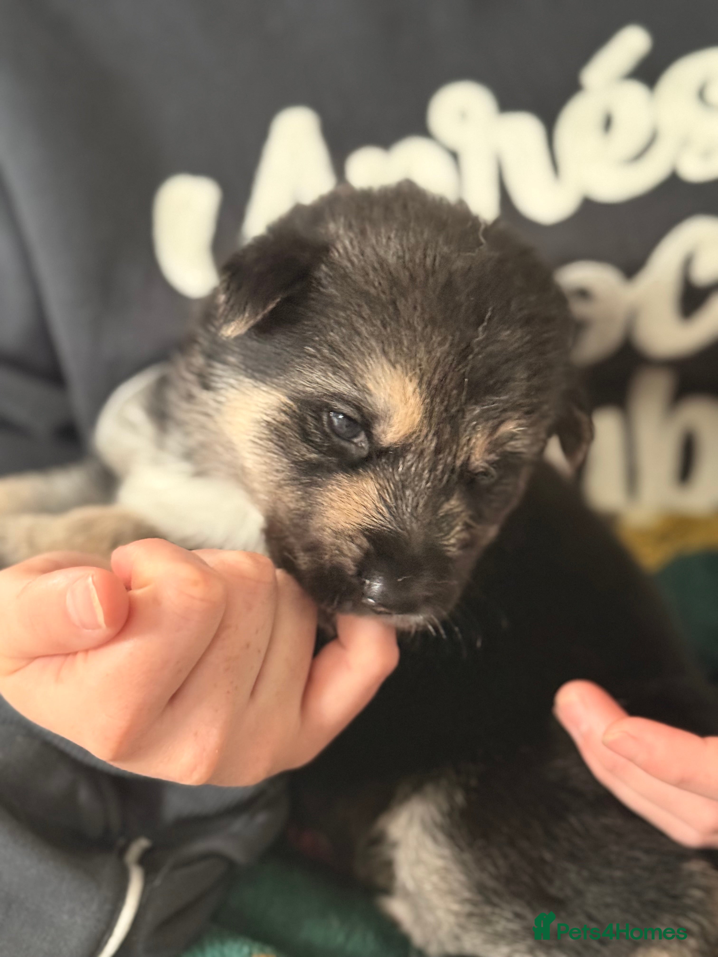 Shepsky dogs for sale: 7 beautiful shepskys in Kirkcaldy - Advert 7