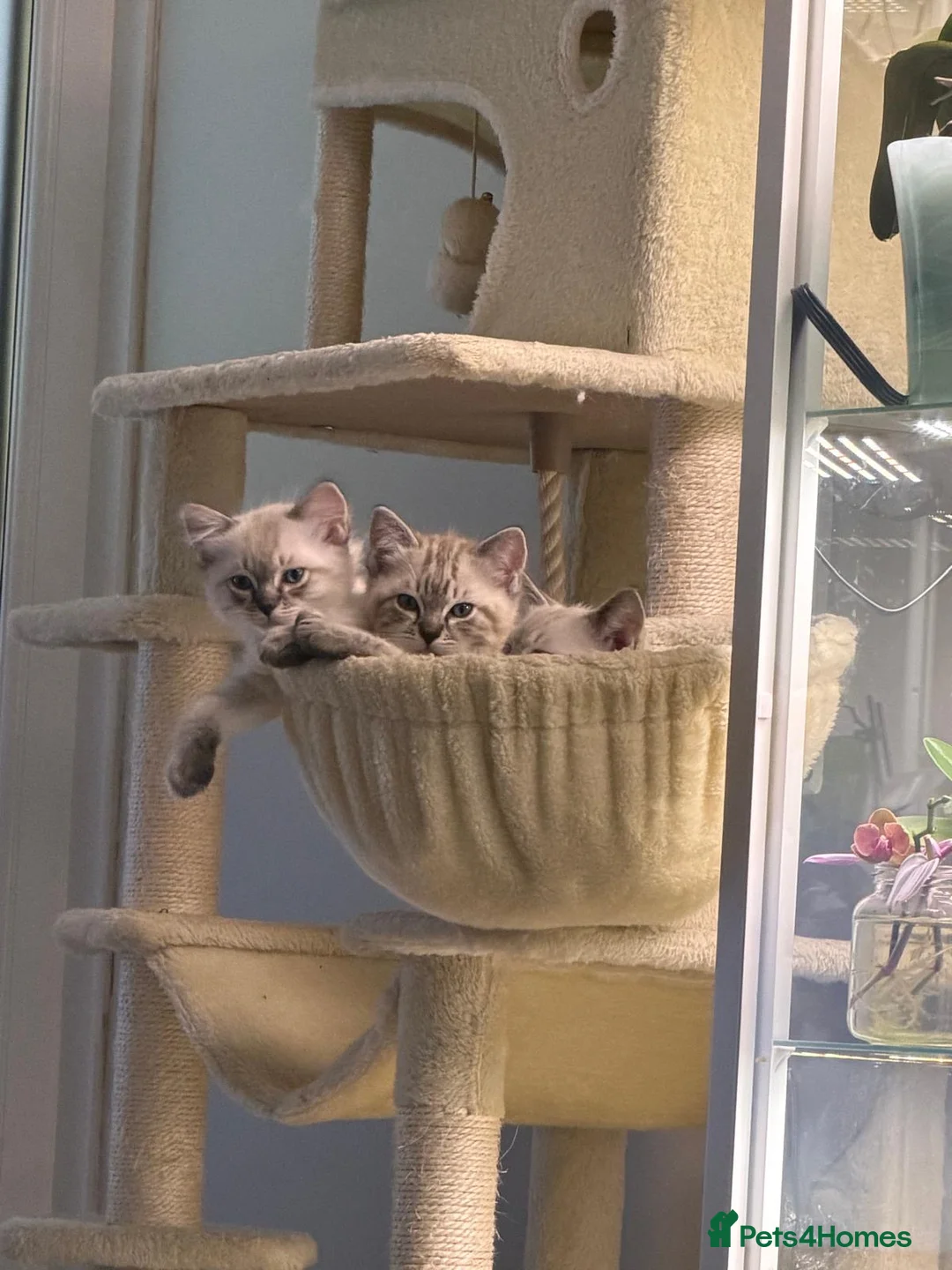 Ragdoll cats for sale: Beautiful Ragdoll x Bengal kittens - Advert 2