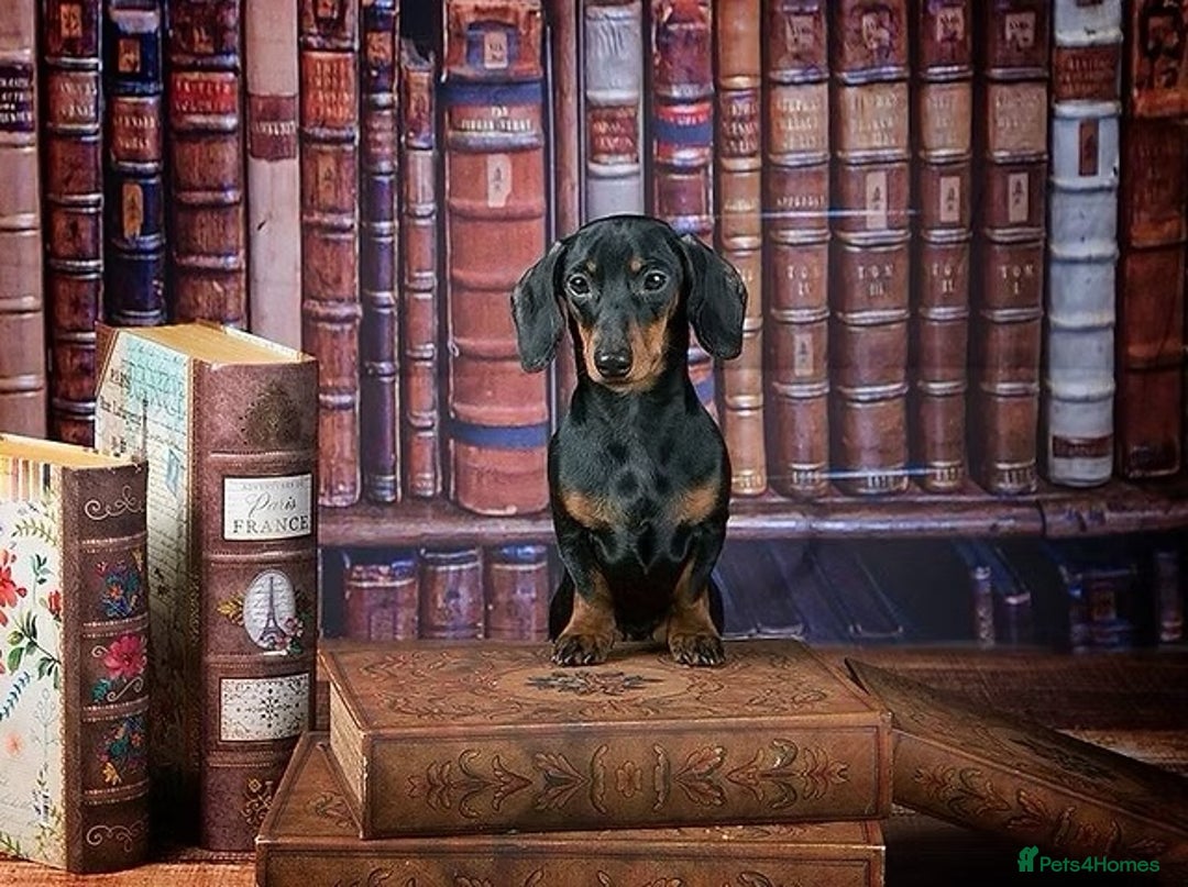 Miniature Dachshund dogs for sale: KC Chocolate Dapple Dachshund puppies - Advert 6