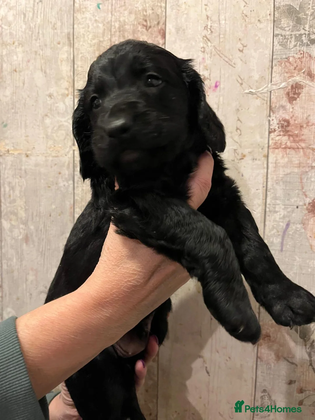 Mixed Breed dogs for sale: Beautiful Sprockerpoo puppies 😍 - Advert 15