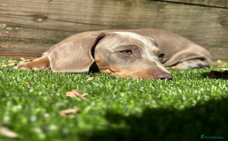 Miniature Dachshund dogs - Advert 1
