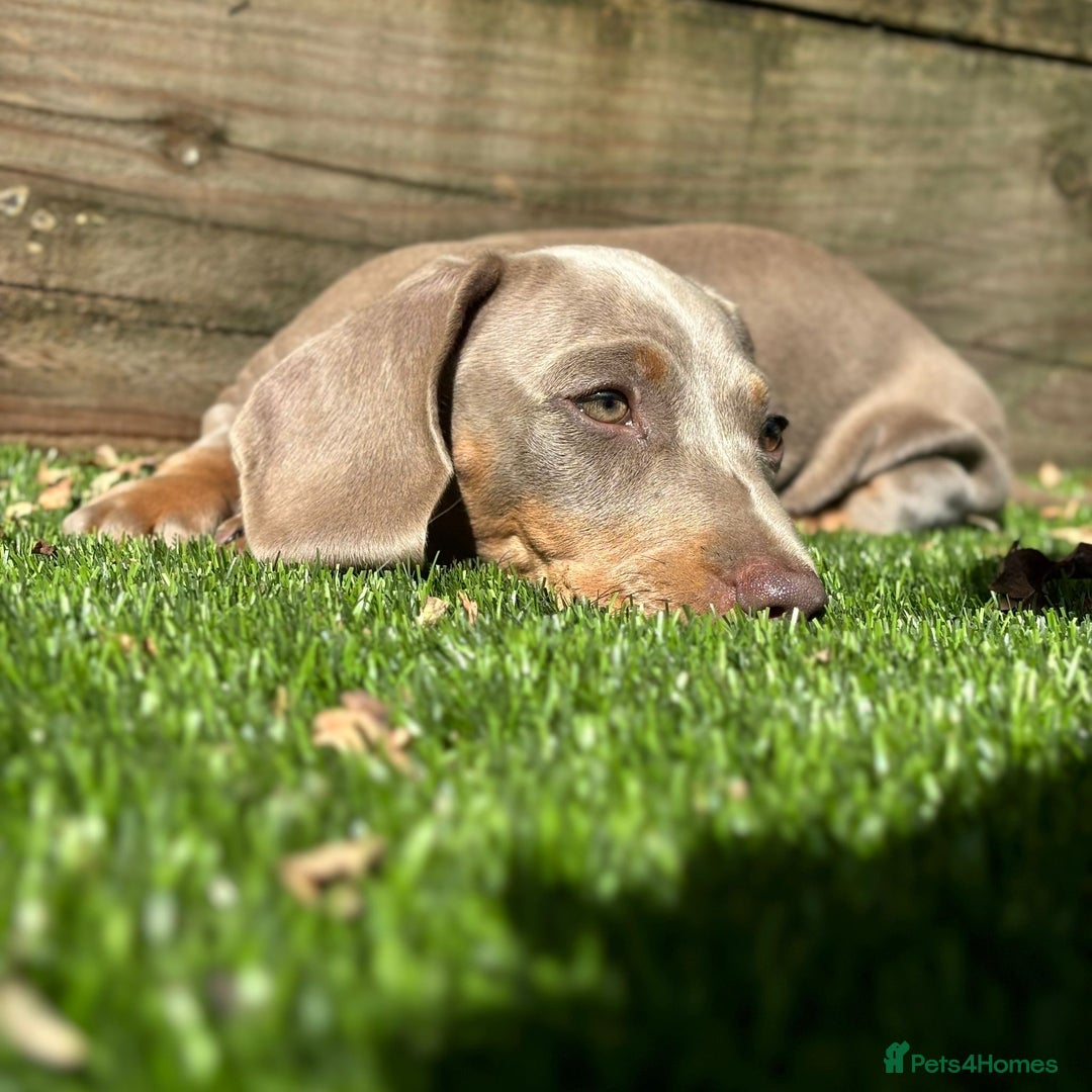 Miniature Dachshund dogs for sale: Girl&Boy READY TO LEAVE ❤️ Mini Dachshund puppies! - Image 1