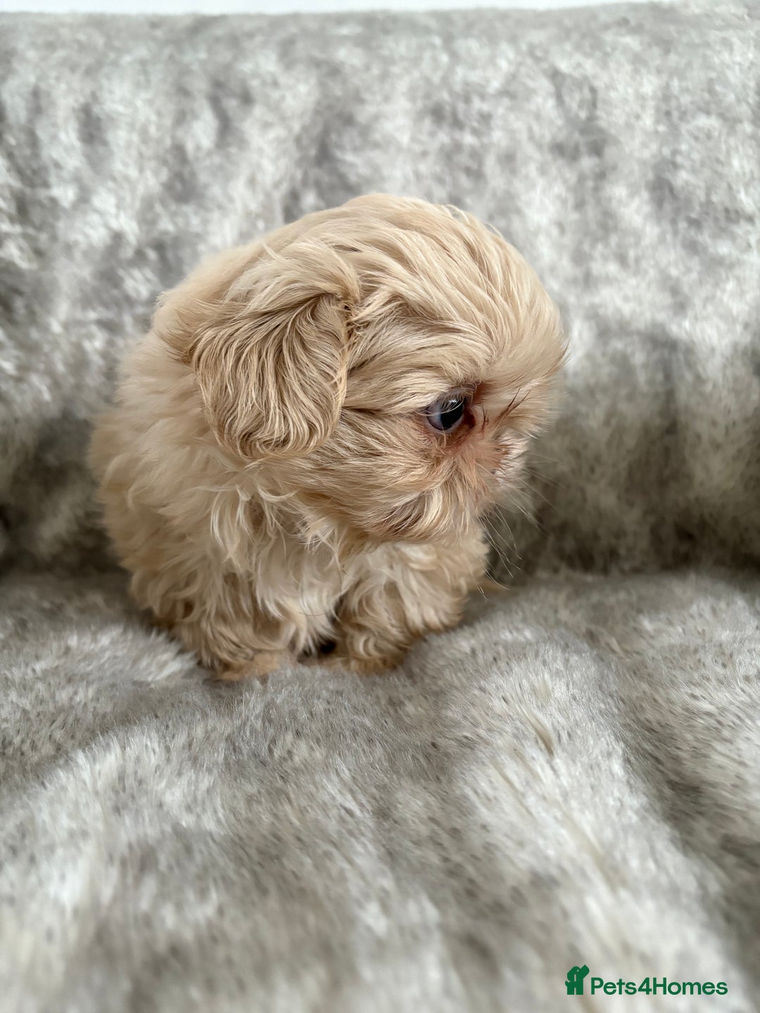 Shih Tzu dogs for sale: Reduced Ready now imperial Shihtzu  - Advert 9
