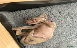 Weimaraner dogs for sale: Exceptional litter of Weimaraner puppies  - Image 30