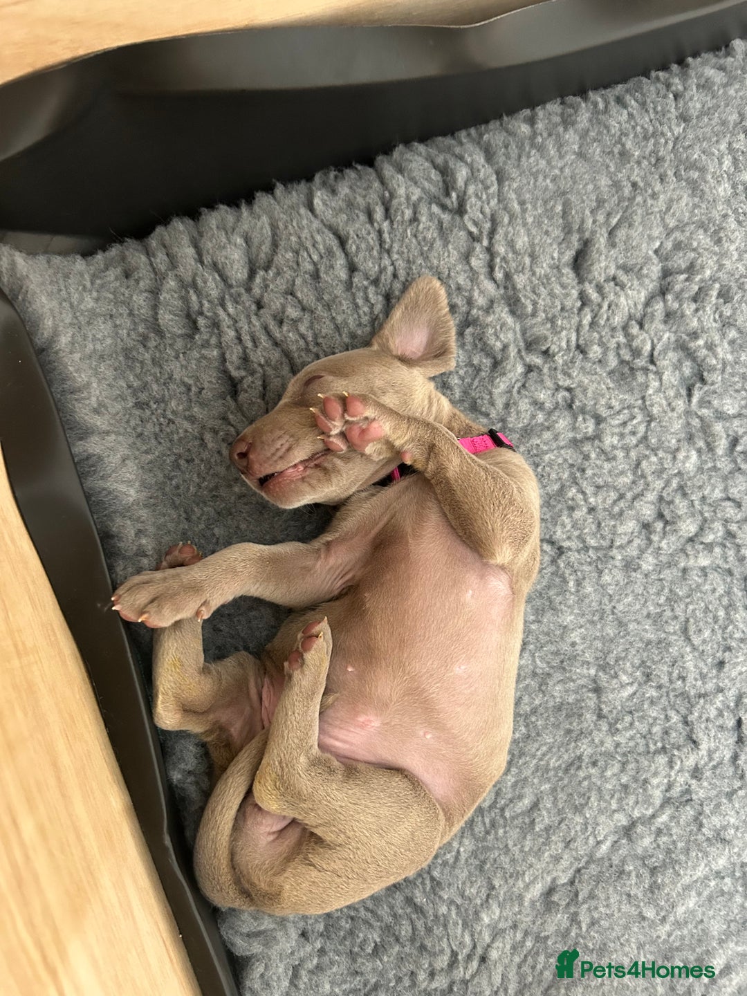 Weimaraner dogs for sale: Exceptional litter of Weimaraner puppies  - Image 30
