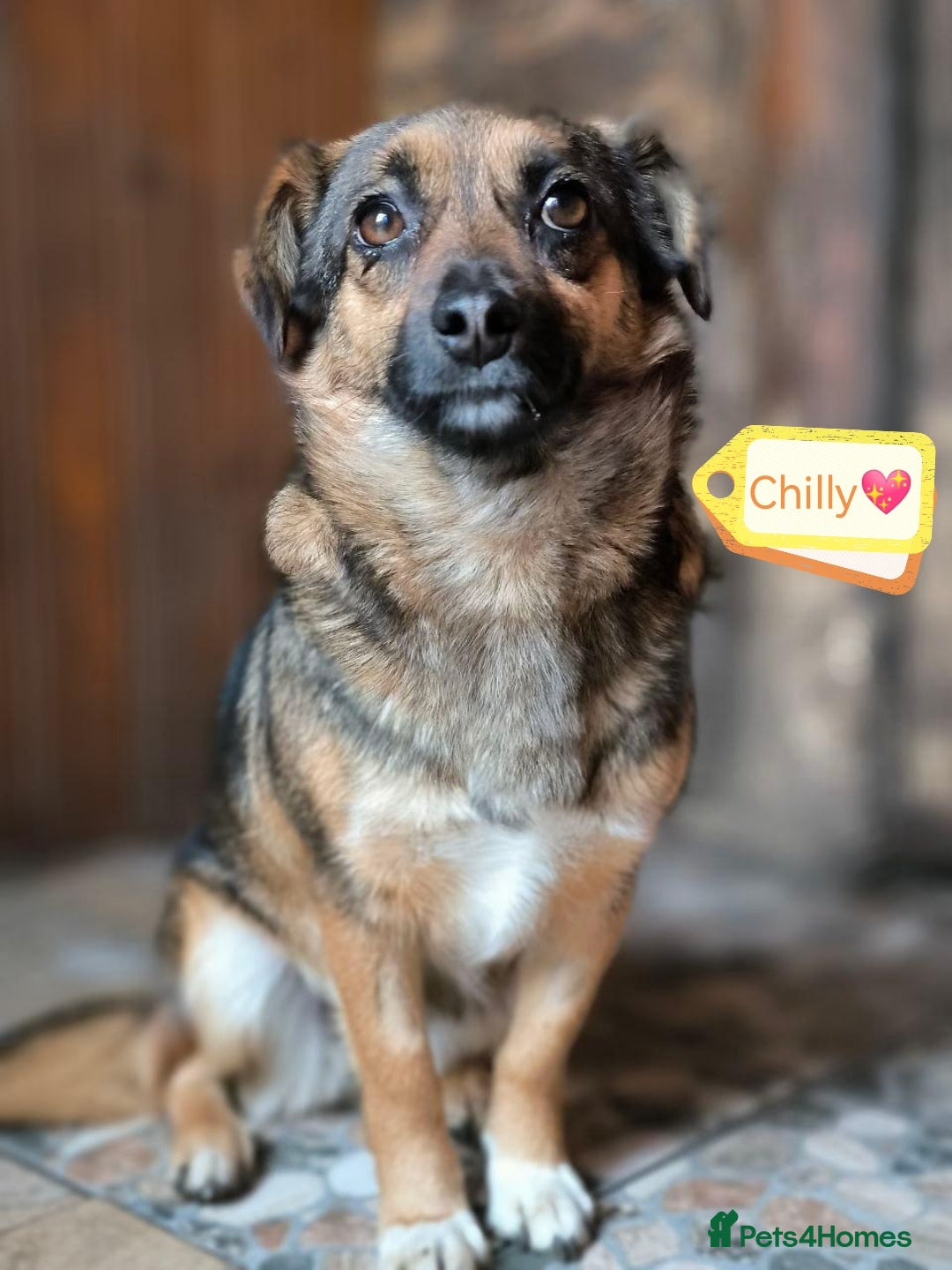 Mixed Breed dogs for adoption: 💖🐶 CHILLY 🐶💖 - Advert 1