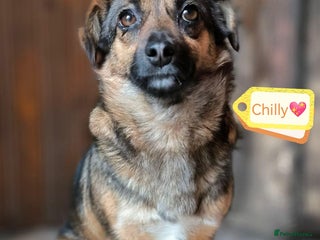 Mixed Breed dogs 💖🐶 CHILLY 🐶💖 - Advert 1