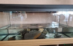 Turtle reptiles for sale: Turtles - Image 3