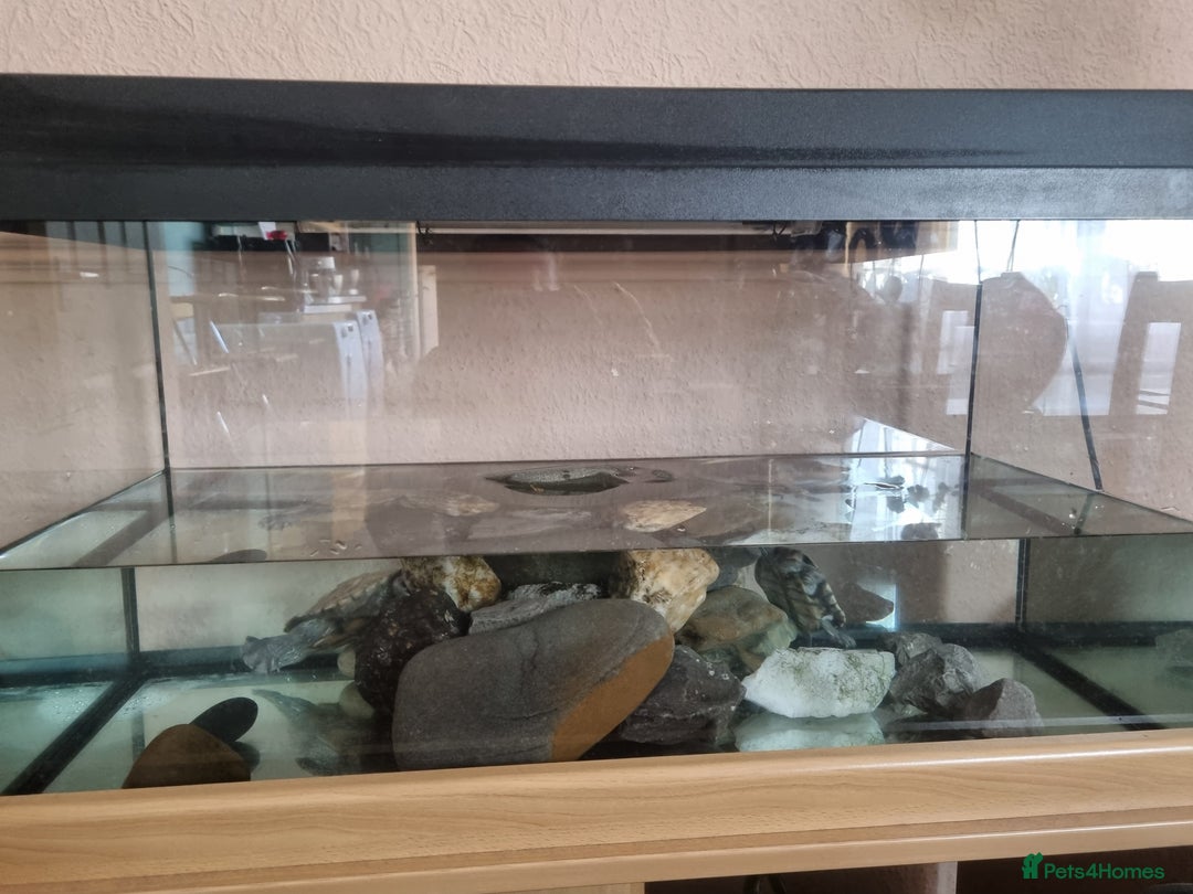 Turtle reptiles for sale: Turtles - Image 3