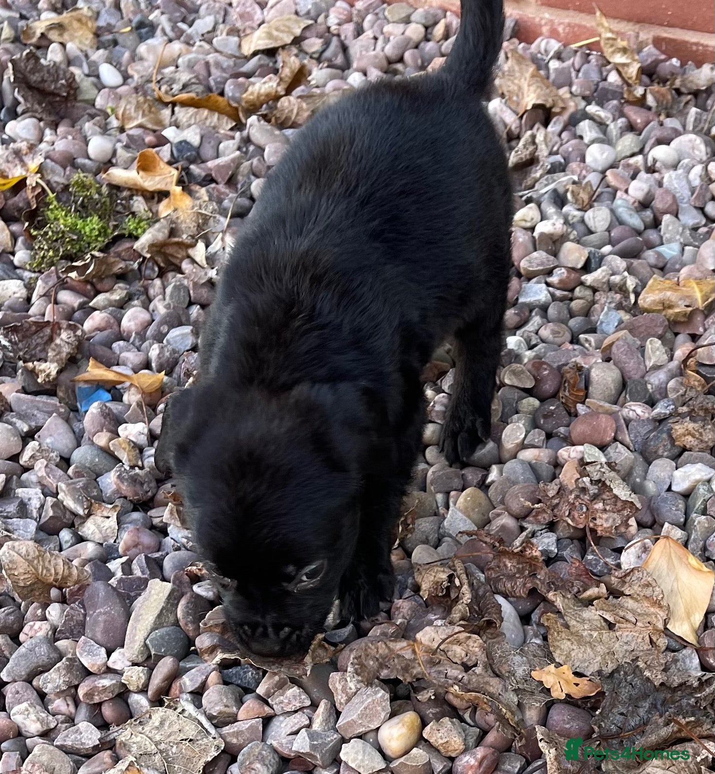 Labrador Retriever dogs for sale: Gorgeous Labrador pups - Advert 2