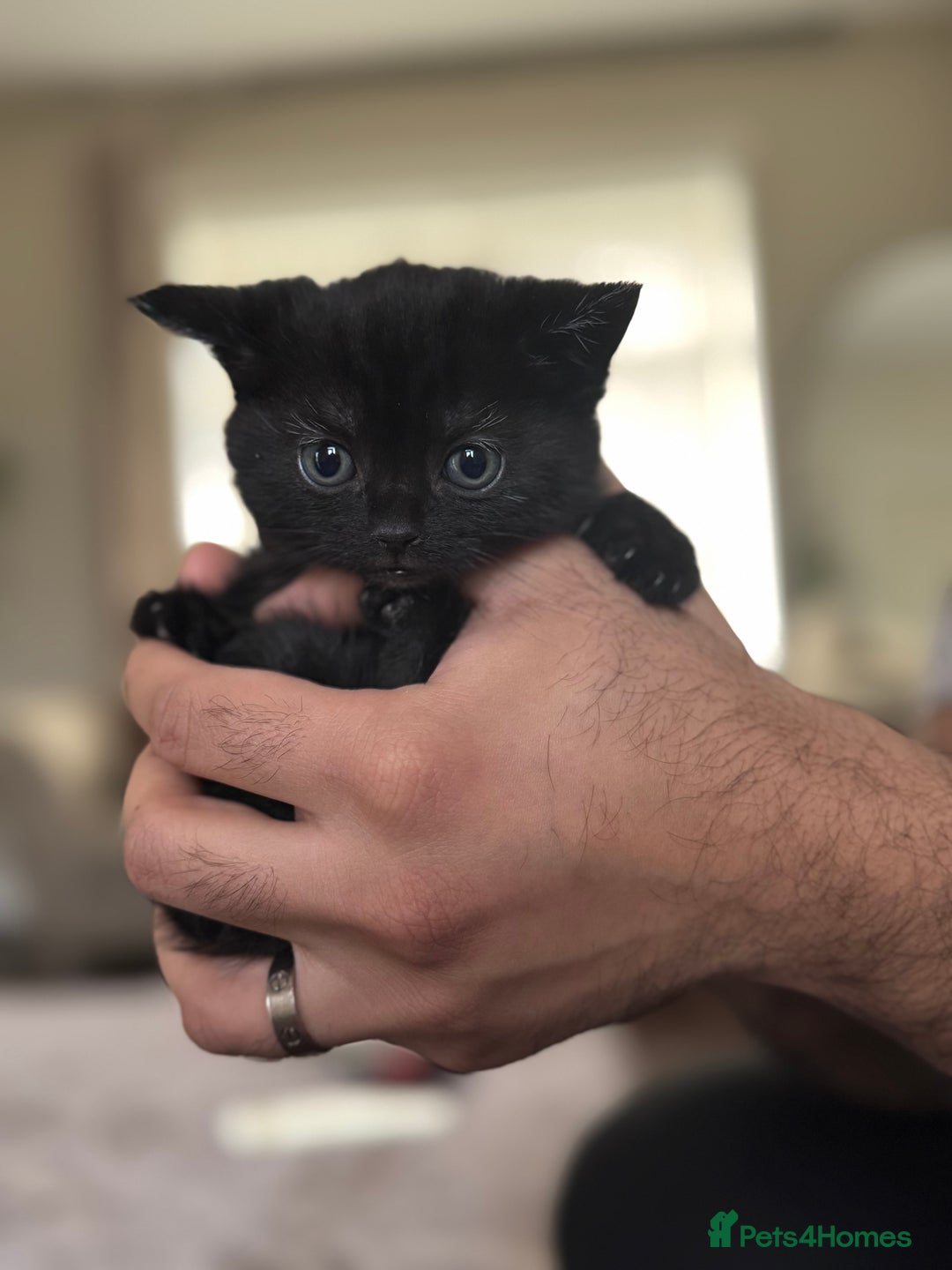 Mixed Breed cats for sale: Beautiful Kittens Available – Loving Homes Wanted - Advert 4