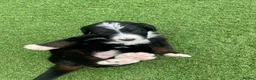 Bernedoodle dogs for sale: Beautiful Tri colour bernedoodle puppies  - Advert 23