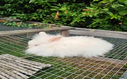 Lionhead rabbits for sale: 3 Beautiful Lion Head Babies - Image 6