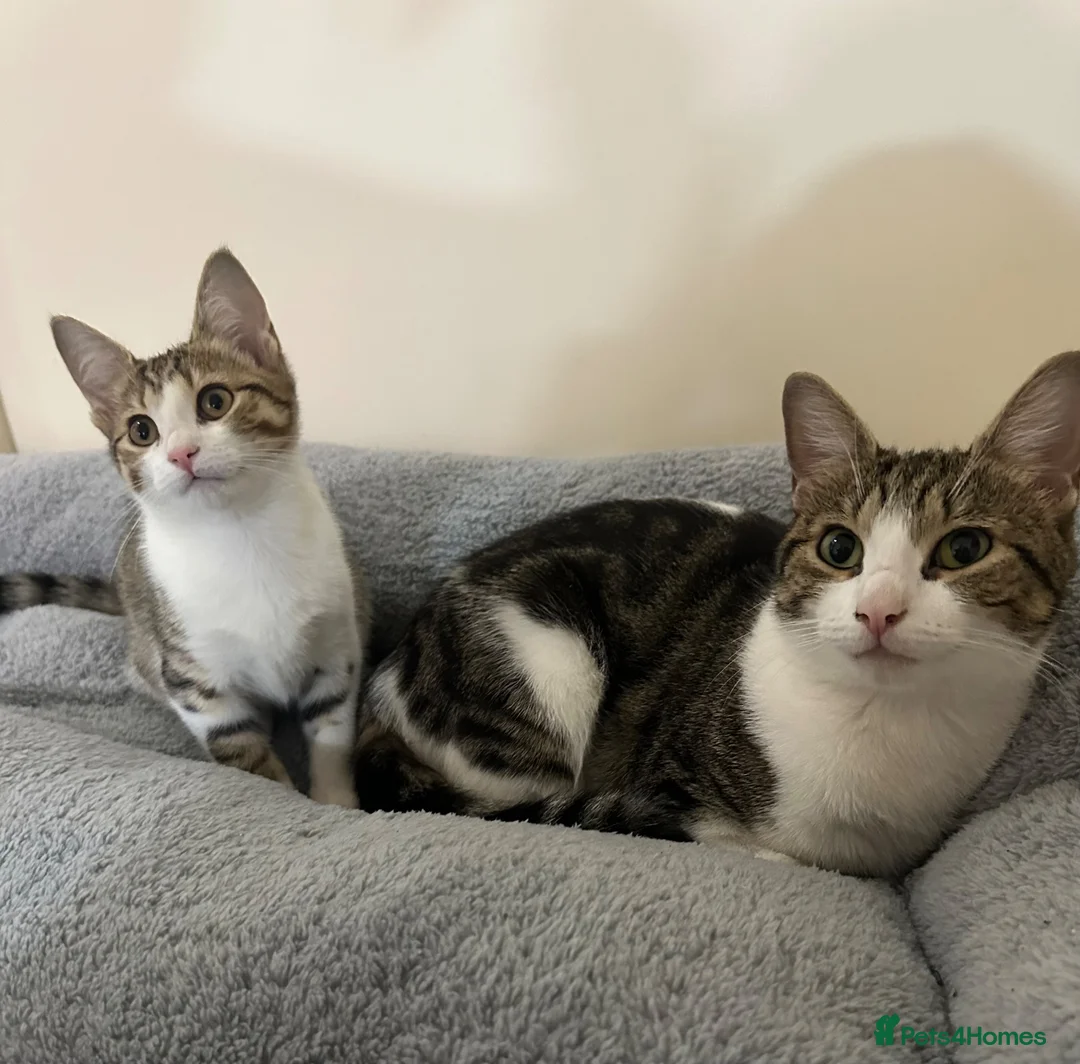 Domestic Shorthair cats for sale: Domestic shorthair kitten  in Bolton - Advert 2