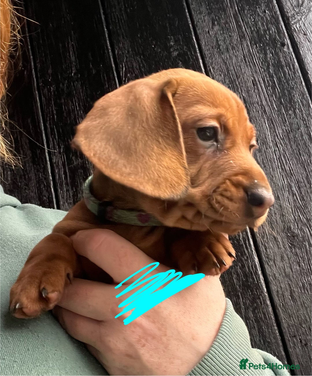 Dachshund dogs for sale: FULLY health tested KC wirehair dachshund (Teckel) - Advert 10