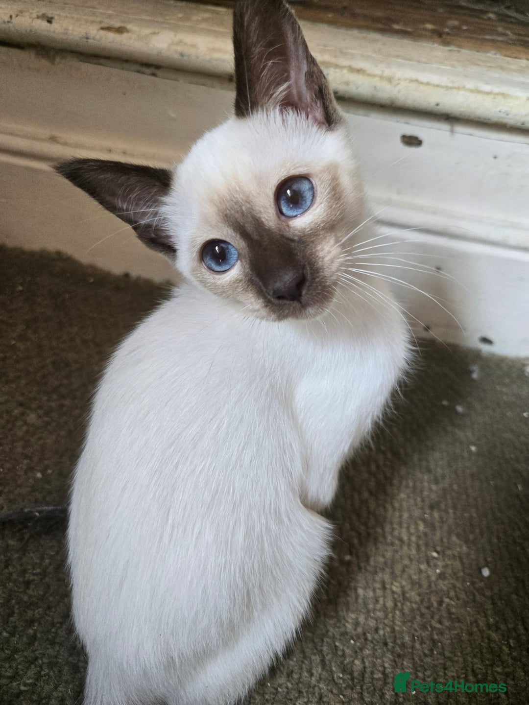 Ragdoll cats for sale: REDUCED 12 weeks chocolate point girl  in Bradford - Image 2