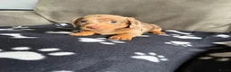 Dachshund dogs for sale: 4 playful dachshund pups  - Advert 3
