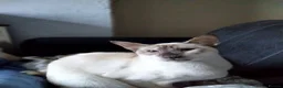 Siamese cats for sale: Kittens in Bridgend - Advert 1