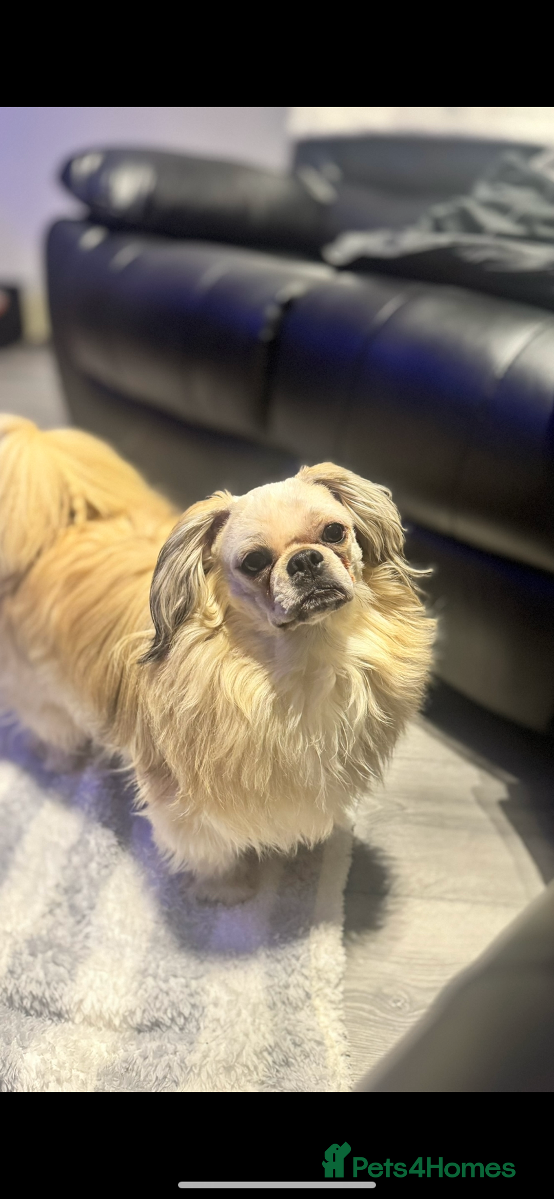 Mixed Breed dogs for sale: I have 2 dogs both baby’s  - Image 2
