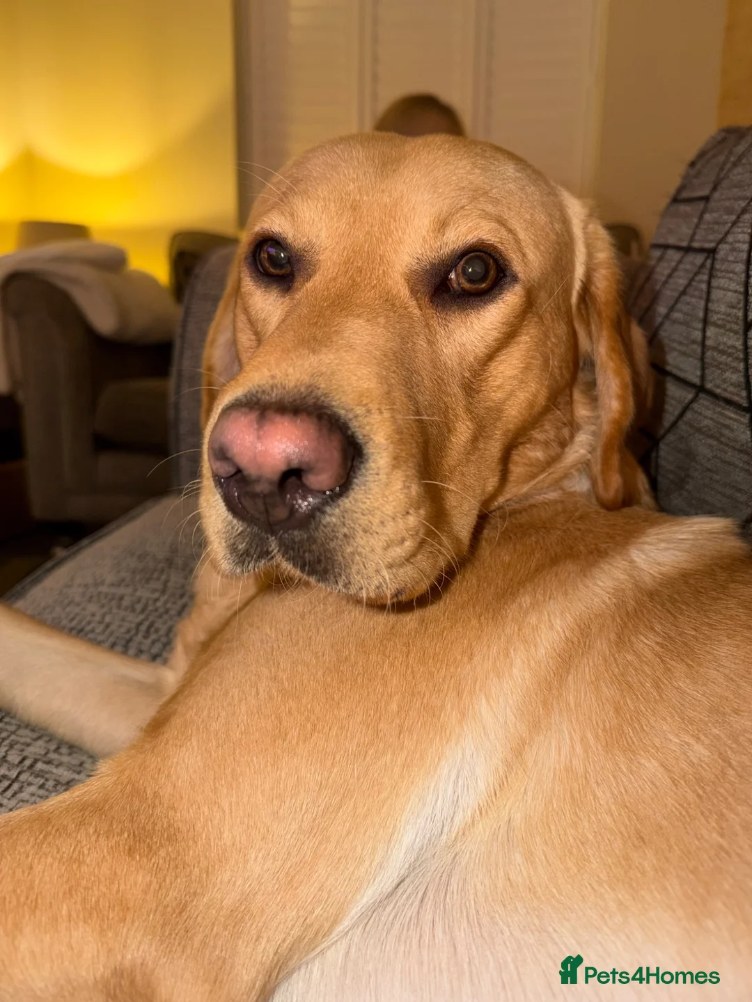 Labrador Retriever dogs for stud: STUD  in South Ockendon - Advert 1