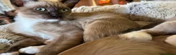 Tonkinese cats for sale: Exquisite Kittens- Tonkinese Dolls - Advert 4