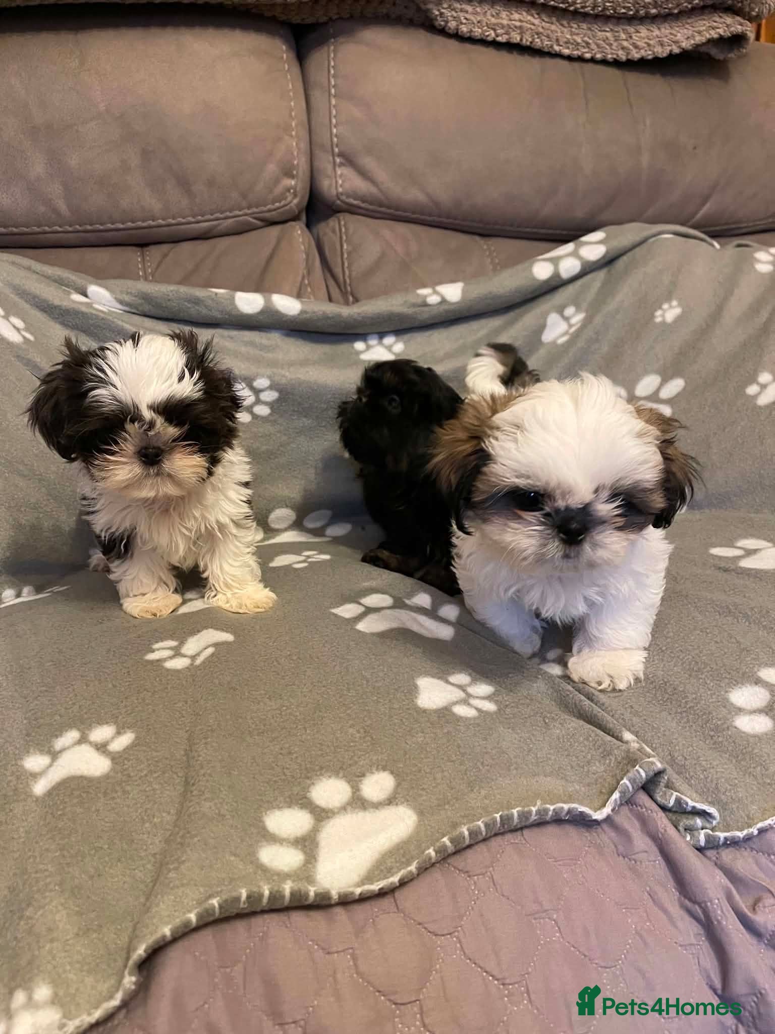 Shih Tzu dogs Imperial dobie shih tzu 1 boy left  - Advert 2