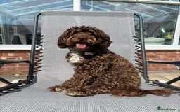 Cockapoo dogs for sale: Cocoa Bean Cockapoo  - Advert 4