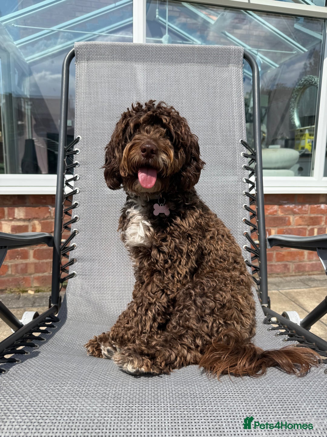 Cockapoo dogs for sale: Cocoa Bean Cockapoo  - Advert 4