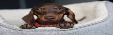 Miniature Dachshund 8