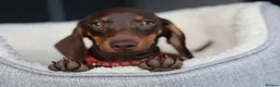 Miniature Dachshund dogs for sale: KC Miniature Dachshund puppies  - Advert 26