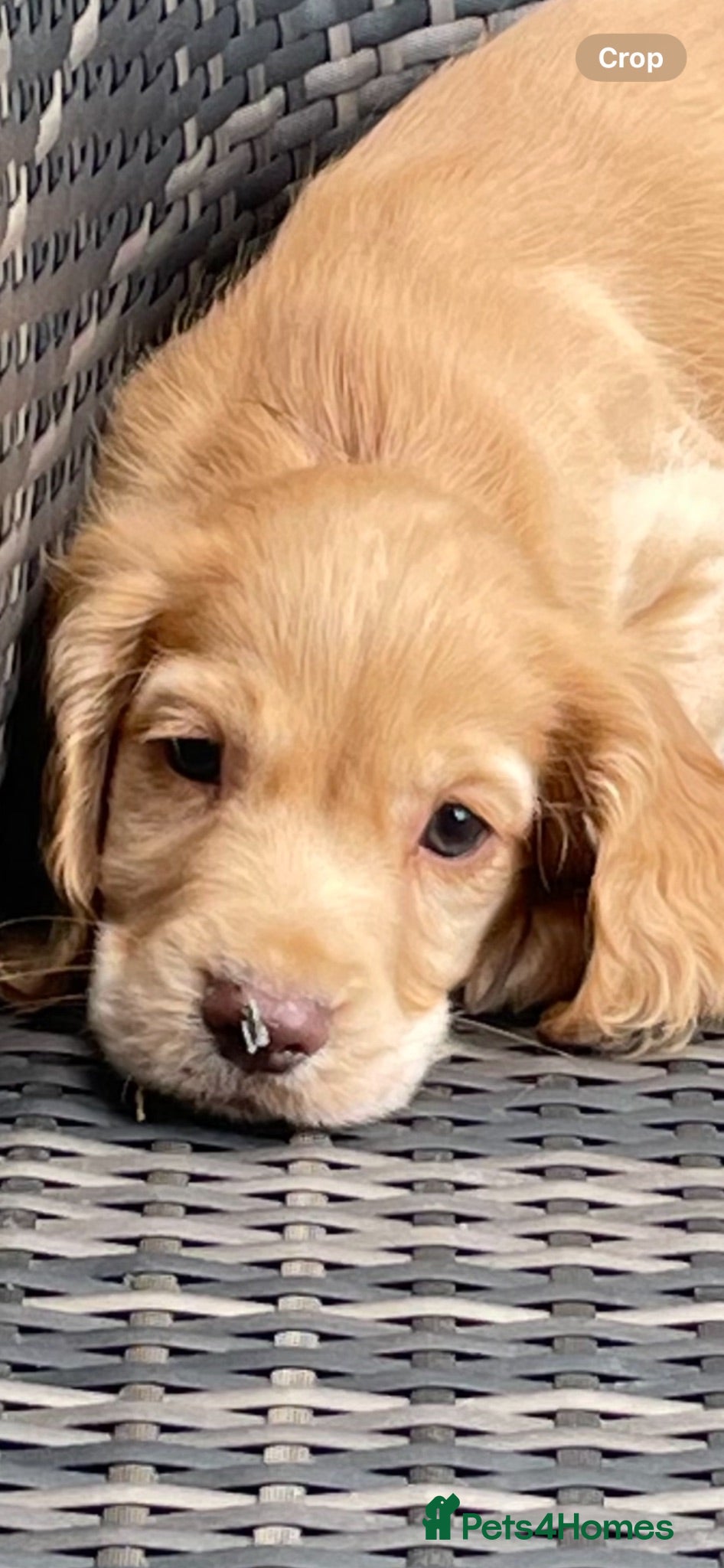 Cocker Spaniel dogs COCKER SPANIEL PUPS - Advert 1
